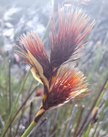 Hypodiscus aristatus spikelets near Hermanus
